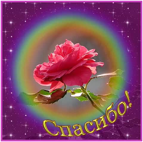 радужная_роза_вСпасибо
