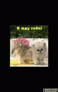 bloggif_5e48da3a44766