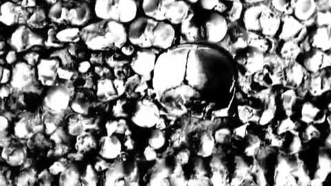 TEMPLE_OF_THE_MAGGOT_-_Leftovers_for_the