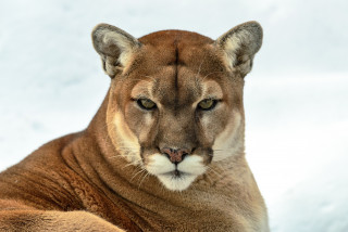 puma-kuguar-gornyy-lev-dikaya-2800