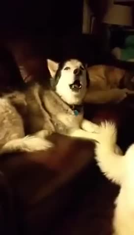 Хор_собачек