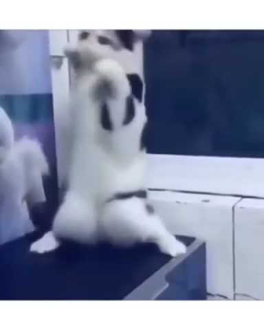 Мужиков_надо_любить_исполнение_кота_360p