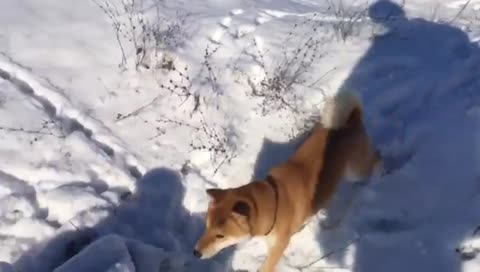 Это_фиаско_братан