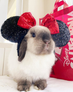 bunnyloulu___B86r4cLgs26___