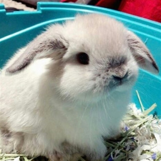 crazybunnyladylife___B8nfRzTlZCu___