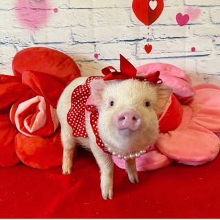 prissy_pig___B8mnvk5Fvov___