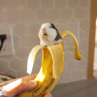fuzzberta___B8MpYiIFlHC___