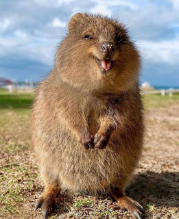 quokkas_world___B801xPTHEmK___