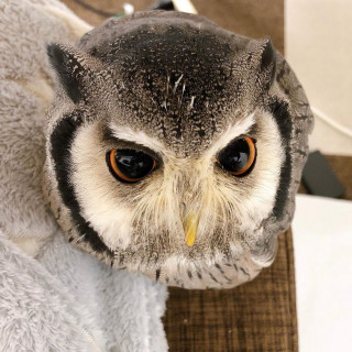 ku_owl___B7DYtV_Fg3I___