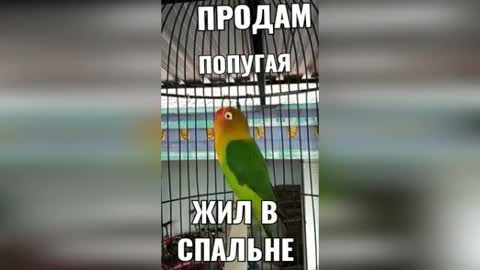 продам_попугая