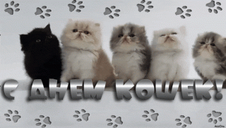 besplatnaya-gif-otkritka-s-dnem-koshek_orig