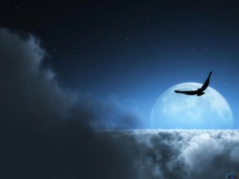 ночная_птица