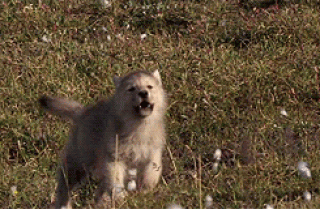 Алёнкин_Волчёнок_