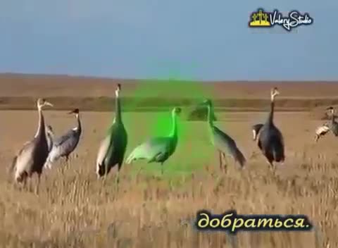 журавли