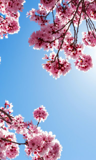 Весна на Nokia