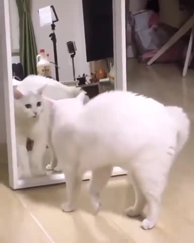 kitties_of___B99cqDOqQT6___