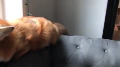 julia_mueller_fox___B-BatMCAFPG___