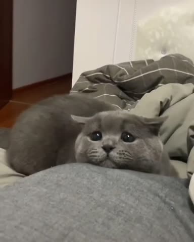 sweetcatclub___B-BO6wtgLfC___