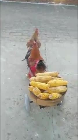 Петушинные_истории