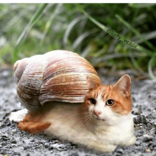 kittensmajor_9___B-JZjihgAyZ___