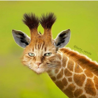 kittensmajor_7___B-JZjihgAyZ___