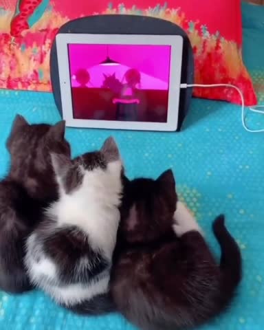 sweetcatclub___B9Y5fYMA5nD___