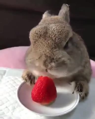 bunny_therabbit____B-WiDbKFvkD___