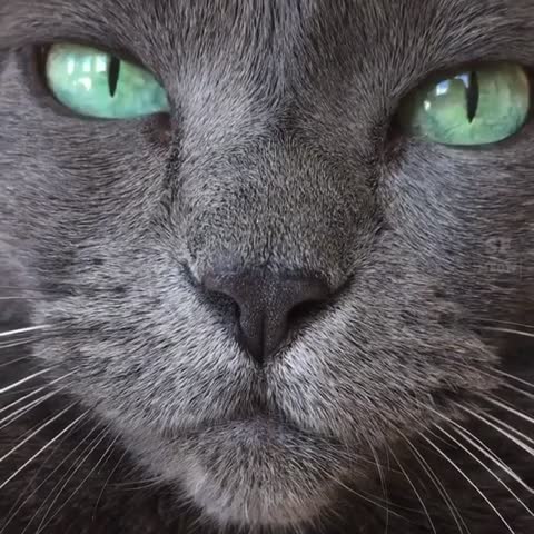 krazymeows___B-WdkYInPGm___
