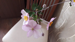 Ты будешь тои