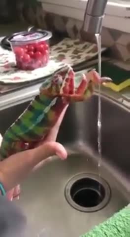 Лей не жалей