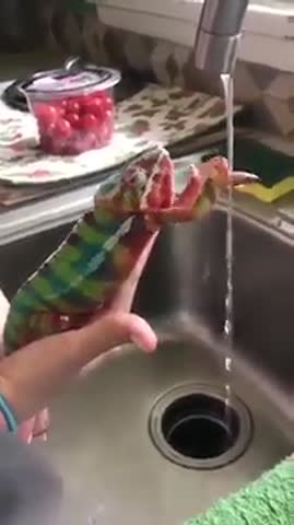 Моем_руки_чаще