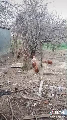 Вышли_куры_погулять