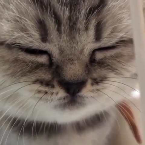 cats_gogo___B-pYrQnpKiO___