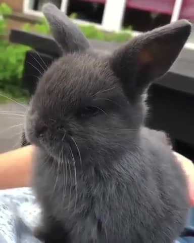 rabbitdotbunny___B-pb7bDlrDy___
