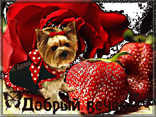 Вечер_добрый