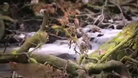 videoplayback