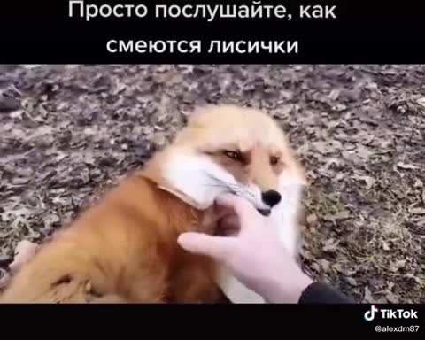 как_смеются_лисички