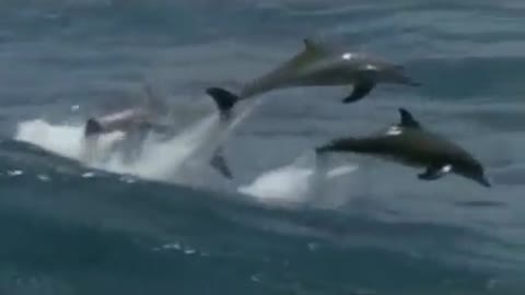 скрипка_и_море