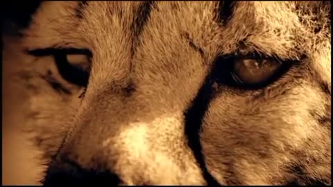 ДиДюЛя_-_Лейла