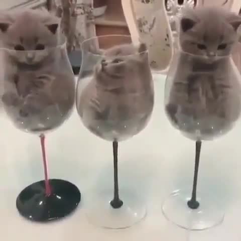 cats_gogo___B_VJgR3pCd0___