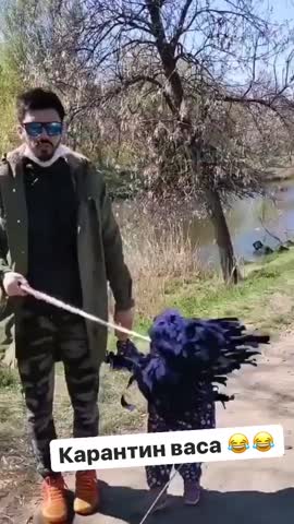 КАРАНТИН ВАСА