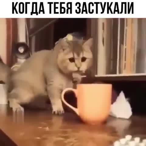 pets_grams___B_UPt42jh1O___