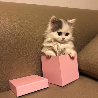 nicestkitties___B_gbZTIq8S-___