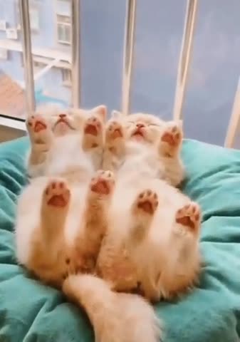Сладкие_малышки