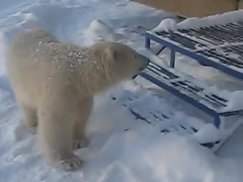 Белый_медведь_в_поселке