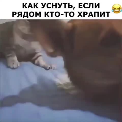 shamil_850___B_iJ359BdQN___