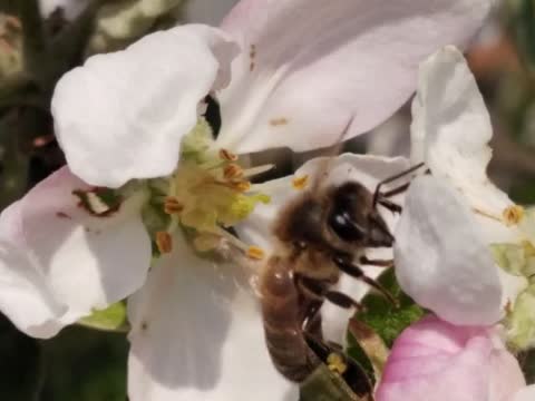 video-230431bce7bd420c56bd4a6591601a4c-V