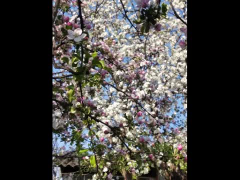 video-2d4241aff88a0a42a261a21a769c112c-V