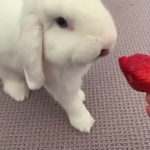 bunny_therabbit____B_2gaDEFyy3___