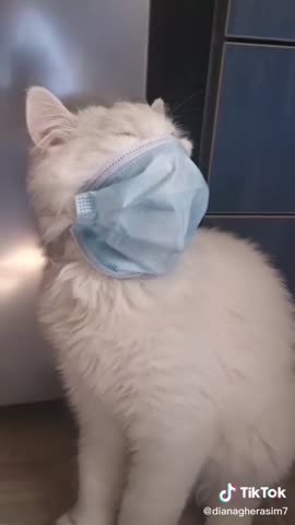 video-bf9417fa1eb7170b86c754c418f30877-V